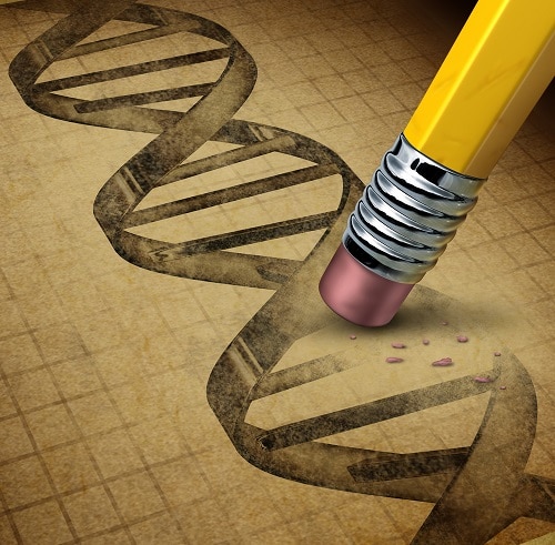 Genetic engineering and DNA manipulation as the biotechnology science of genetically modified foods or living organisms with an image of a dna strand on a parchment texture being changed by a pencil eraser.